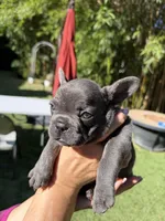 Alex, a male French Bulldog for sale in Fair Oaks, CA – 1 of 8