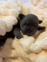 Alex, a male French Bulldog for sale in Fair Oaks, CA – Photo 3 of 7