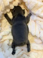 Alex, a male French Bulldog for sale in Fair Oaks, CA – Photo 6 of 7