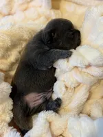 Alex, a male French Bulldog for sale in Fair Oaks, CA – Photo 4 of 7