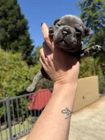 Alex, a male French Bulldog for sale in Fair Oaks, CA – Photo 1 of 7