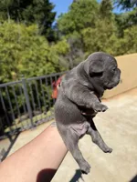 Alex, a male French Bulldog for sale in Fair Oaks, CA – Photo 7 of 7