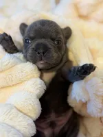 Alex, a male French Bulldog for sale in Fair Oaks, CA – Photo 2 of 7