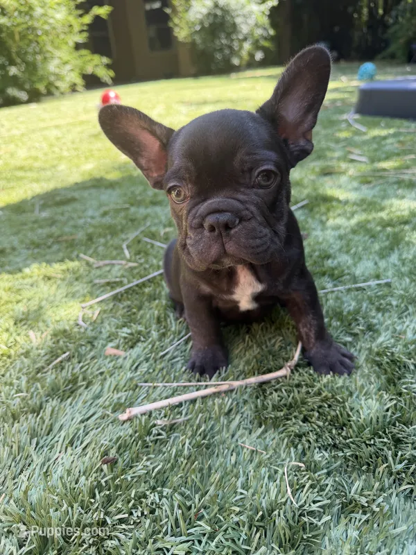 Amigo – French Bulldog puppy for sale in Fair Oaks, CA
