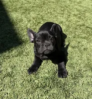 Apollo, a male French Bulldog for sale in Fair Oaks, CA – 2 of 9