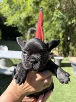 Aria, a female French Bulldog for sale in Fair Oaks, CA – 7 of 8