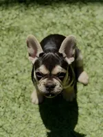 Chara(Amira), a female French Bulldog for sale in Fair Oaks, CA – 5 of 10