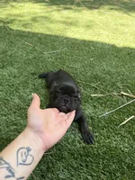 Aria, a female French Bulldog for sale in Fair Oaks, CA – 4 of 7