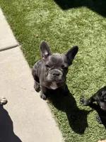 Libby, a female French Bulldog for sale in Fair Oaks, CA – 3 of 6