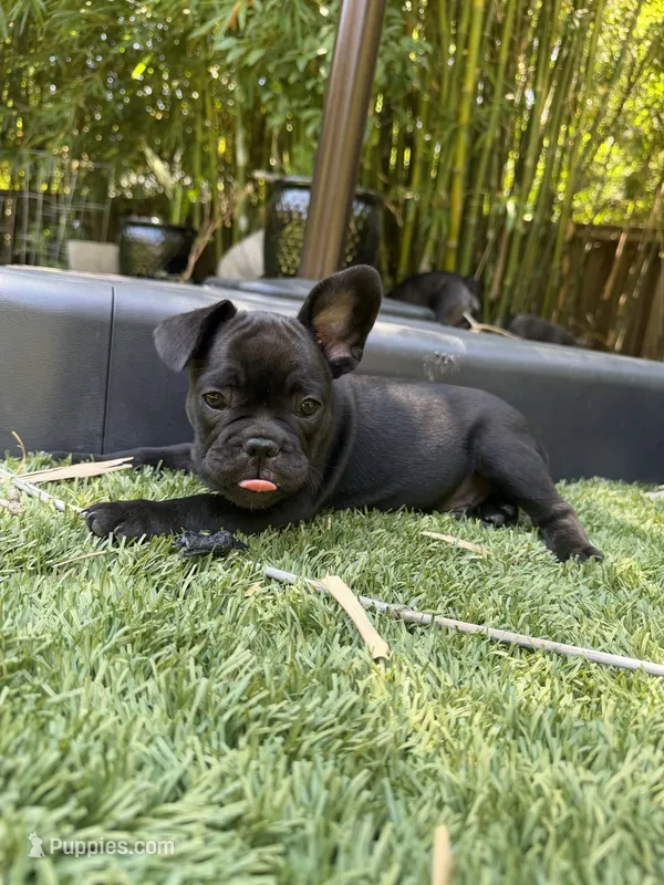 Apollo – French Bulldog puppy for sale in Fair Oaks, CA