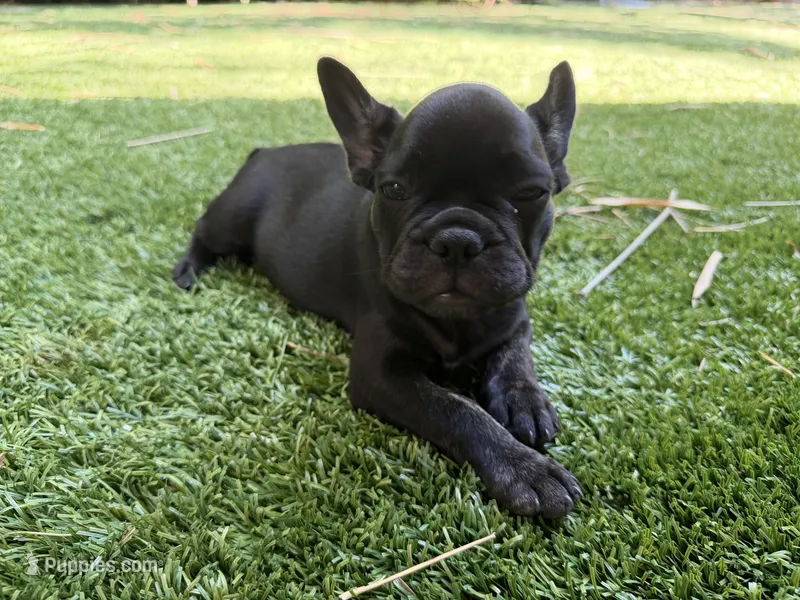 Aria – French Bulldog puppy for sale in Fair Oaks, CA