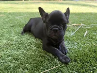 Aria, a female French Bulldog for sale in Fair Oaks, CA – 1 of 7