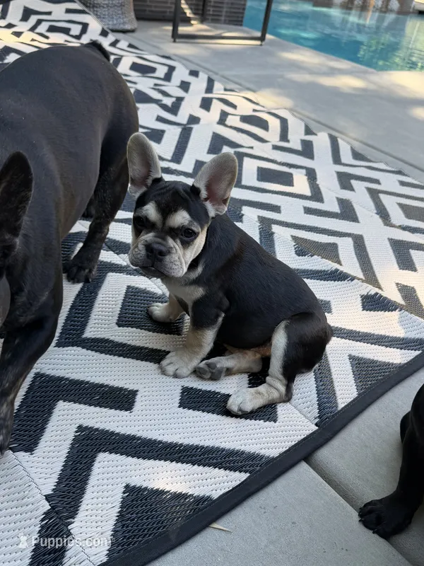 Chara(Amira) – French Bulldog puppy for sale in Fair Oaks, CA