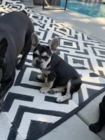 Chara(Amira), a female French Bulldog for sale in Fair Oaks, CA – 1 of 10