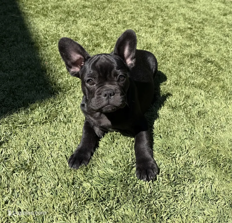 Apollo – French Bulldog puppy for sale in Fair Oaks, CA