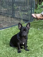 Apollo, a male French Bulldog for sale in Fair Oaks, CA – 2 of 3
