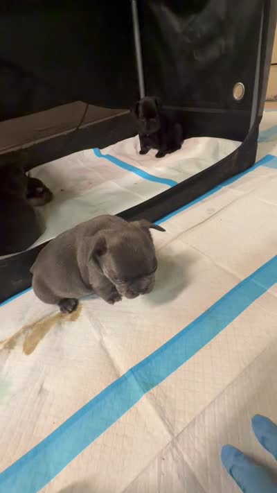 Libby, a female French Bulldog for sale in Fair Oaks, CA – 6 of 6