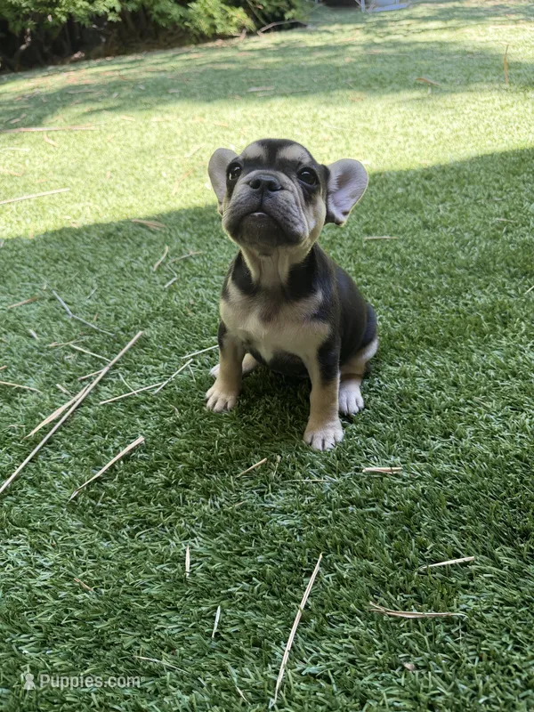 Amira – French Bulldog puppy for sale in Fair Oaks, CA