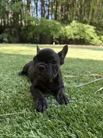 Aria, a female French Bulldog for sale in Fair Oaks, CA – 3 of 7