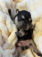 Amira, a female French Bulldog for sale in Fair Oaks, CA – Photo 5 of 7