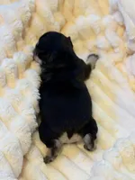 Amira, a female French Bulldog for sale in Fair Oaks, CA – Photo 3 of 7