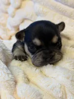 Amira, a female French Bulldog for sale in Fair Oaks, CA – Photo 2 of 7