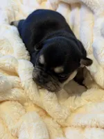 Amira, a female French Bulldog for sale in Fair Oaks, CA – Photo 6 of 7