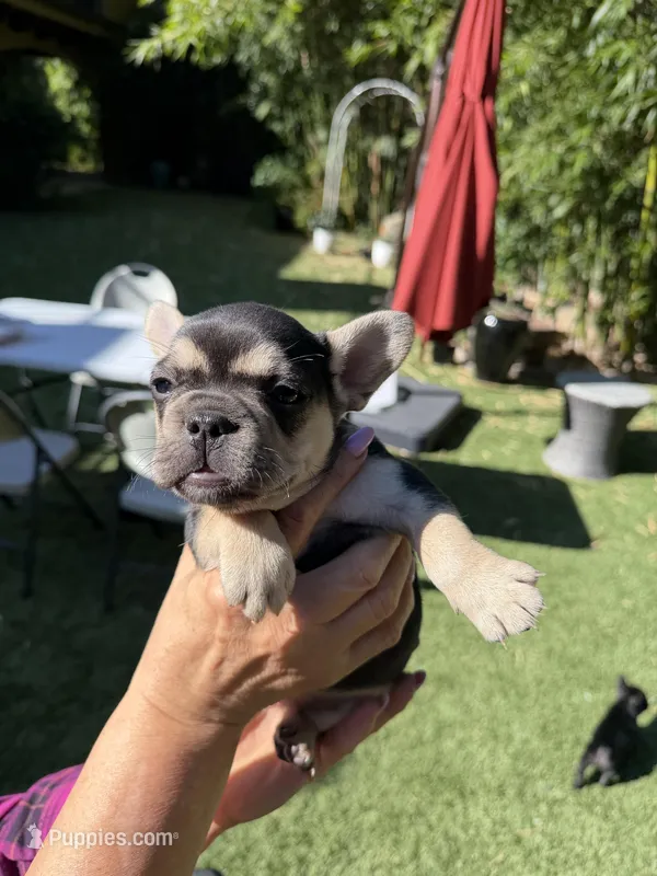 Amira – French Bulldog puppy for sale in Fair Oaks, CA