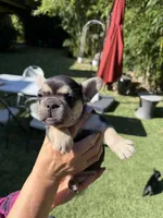 Amira, a female French Bulldog for sale in Fair Oaks, CA – 1 of 9