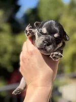 Amira, a female French Bulldog for sale in Fair Oaks, CA – Photo 1 of 7
