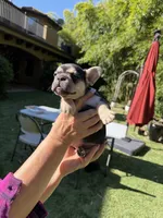 Amira, a female French Bulldog for sale in Fair Oaks, CA – 2 of 9
