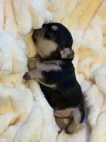 Amira, a female French Bulldog for sale in Fair Oaks, CA – Photo 4 of 7