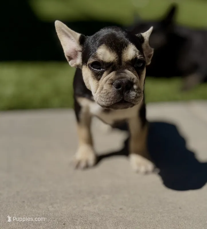 Chara(Amira) – French Bulldog puppy for sale in Fair Oaks, CA