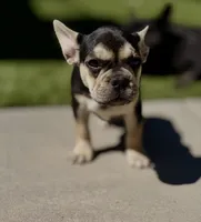 Chara(Amira), a female French Bulldog for sale in Fair Oaks, CA – 1 of 10
