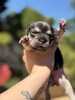 Alina, a female French Bulldog for sale in Fair Oaks, CA – Photo 1 of 6