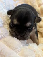 Alina, a female French Bulldog for sale in Fair Oaks, CA – Photo 6 of 6