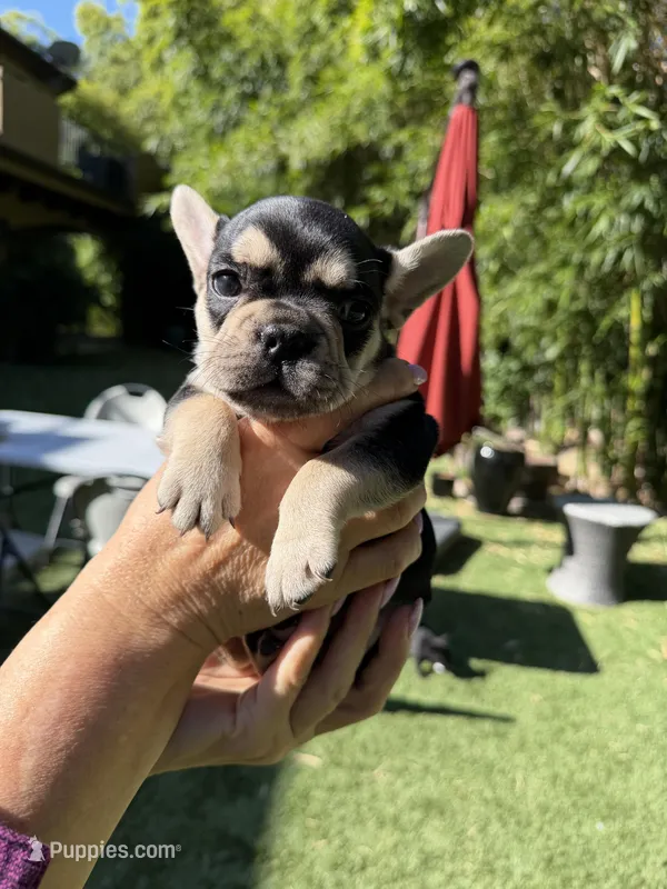 Alina – French Bulldog puppy for sale in Fair Oaks, CA