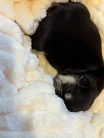 Alina, a female French Bulldog for sale in Fair Oaks, CA – Photo 2 of 6