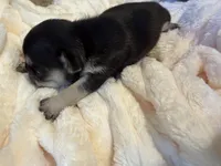 Alina, a female French Bulldog for sale in Fair Oaks, CA – Photo 5 of 6