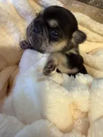Alina, a female French Bulldog for sale in Fair Oaks, CA – Photo 4 of 6