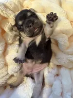 Alina, a female French Bulldog for sale in Fair Oaks, CA – Photo 3 of 6