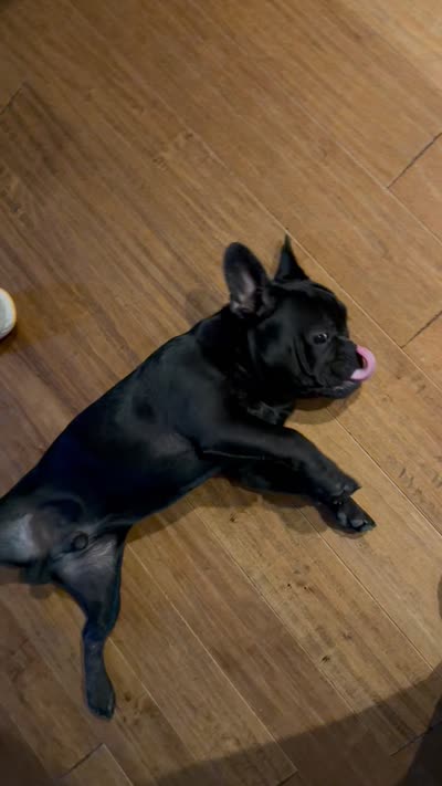 Apollo, a male French Bulldog for sale in Fair Oaks, CA – 4 of 4