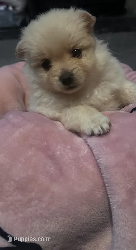 Girl  ckc registered  – Pomeranian puppy for sale in Ashland, KY