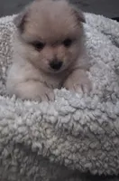 Girl ckc  registered , a female Pomeranian for sale in Ashland, KY – 1 of 1