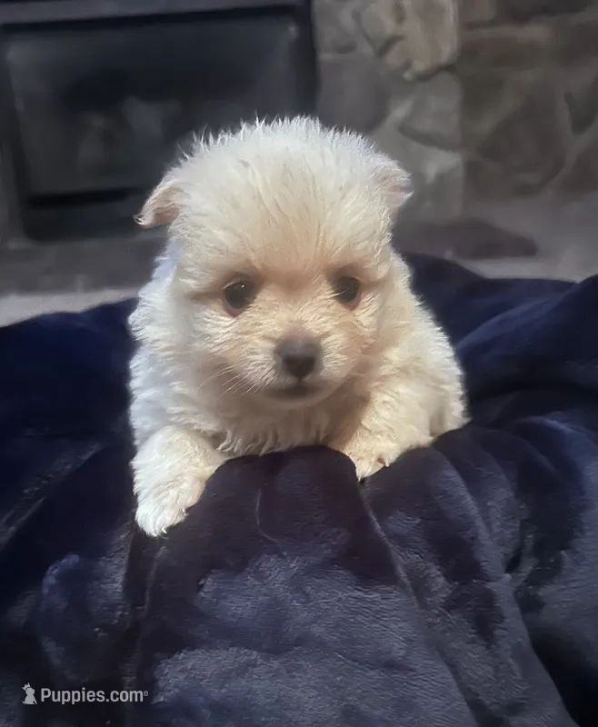 Boy  ckc registered  – Pomeranian puppy for sale in Ashland, KY
