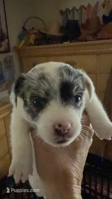 Mazie – Jack Russell Terrier puppy for sale in Glenwood, GA