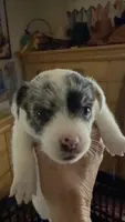 Mazie, a female Jack Russell Terrier for sale in Glenwood, GA – 1 of 4