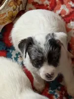 Mazie one blue eye, a female Jack Russell Terrier for sale in Glenwood, GA – 5 of 9