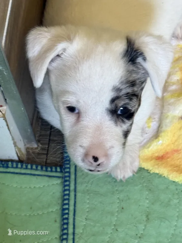 Jaxs – Jack Russell Terrier puppy for sale in Glenwood, GA