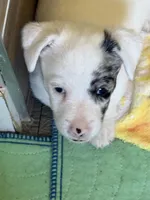 Jaxs, a male Jack Russell Terrier for sale in Glenwood, GA – Photo 1 of 4